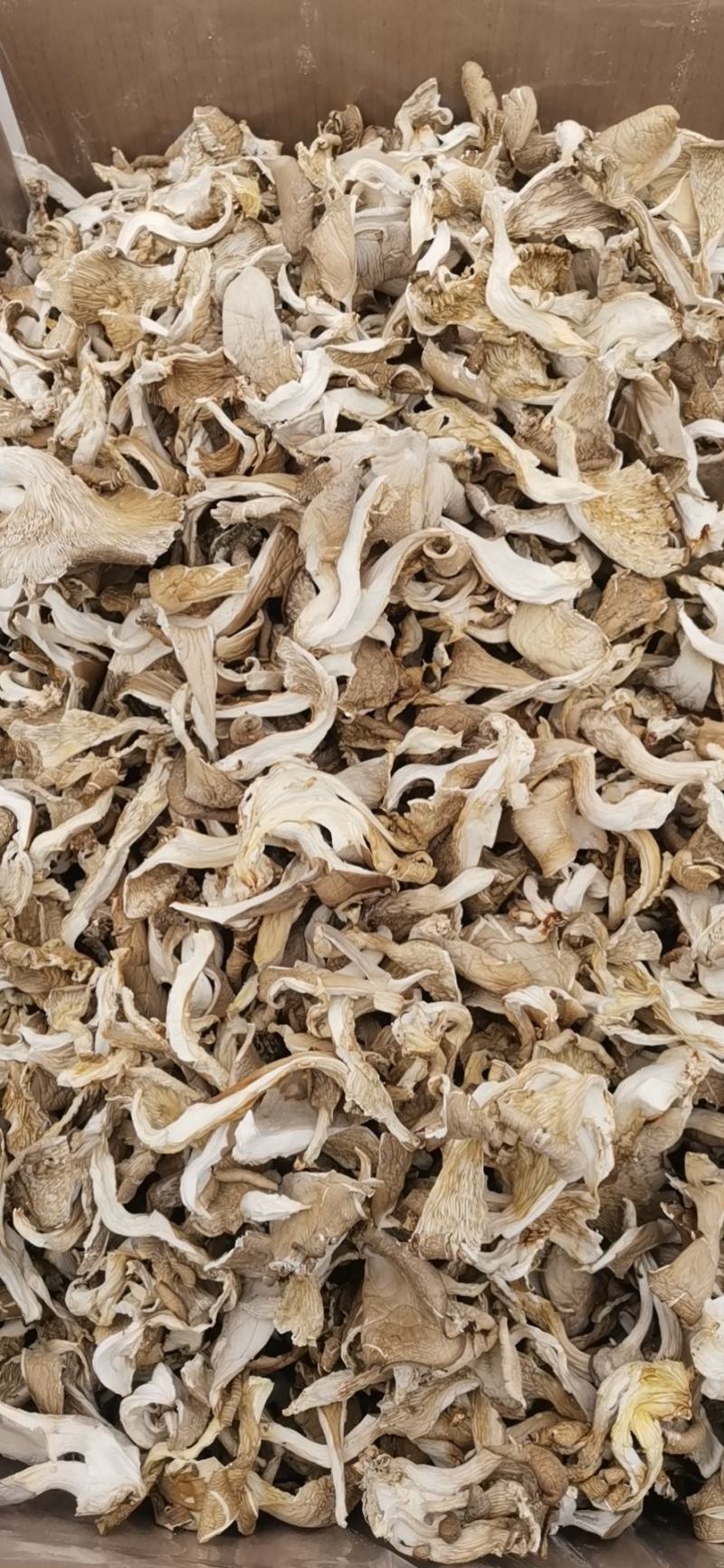 干平菇晒干平菇烘干平菇条形片形都有货