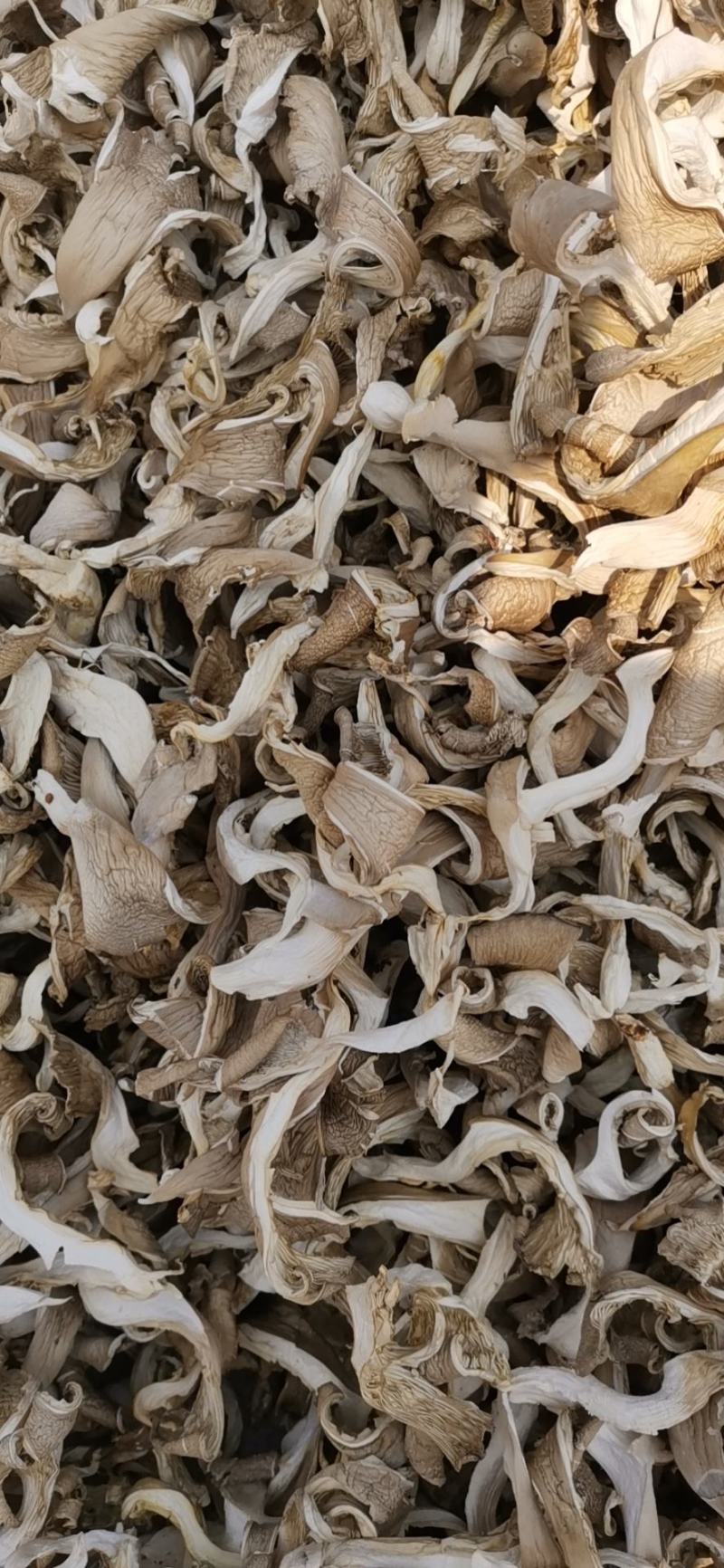 干平菇晒干平菇烘干平菇条形片形都有货