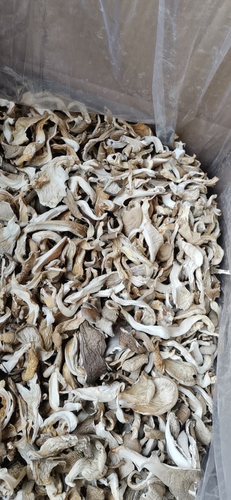 干平菇晒干平菇烘干平菇条形片形都有货