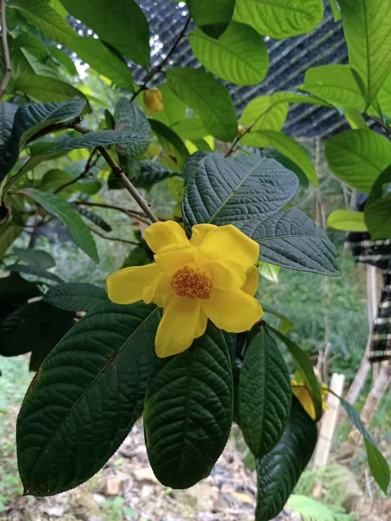 大量出售3至20分金花茶树