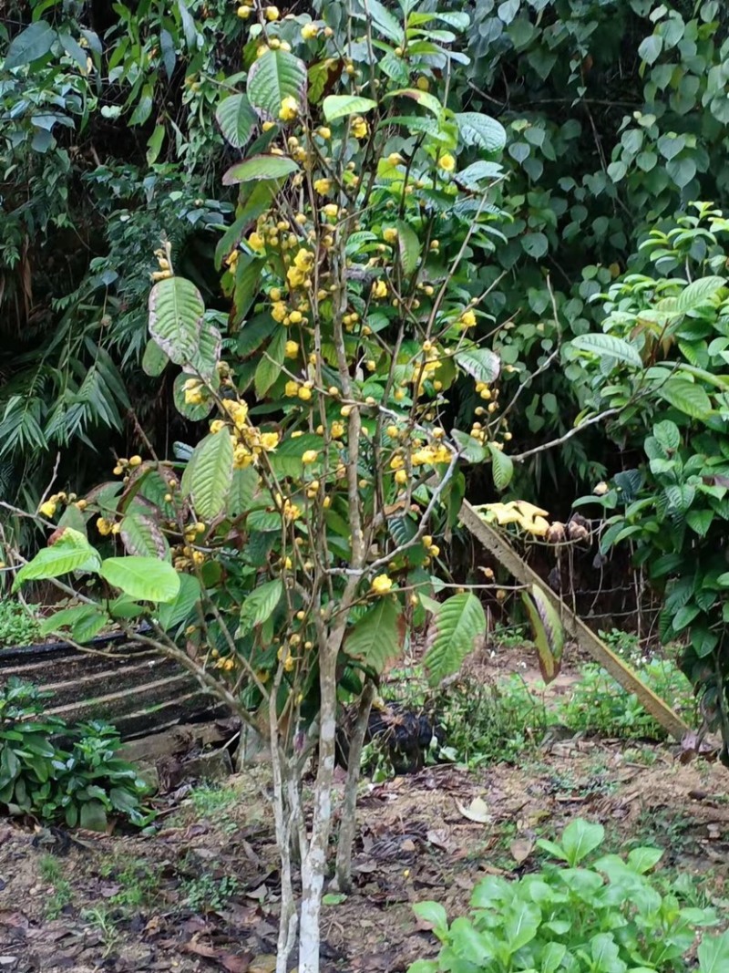 大量出售3至20分金花茶树