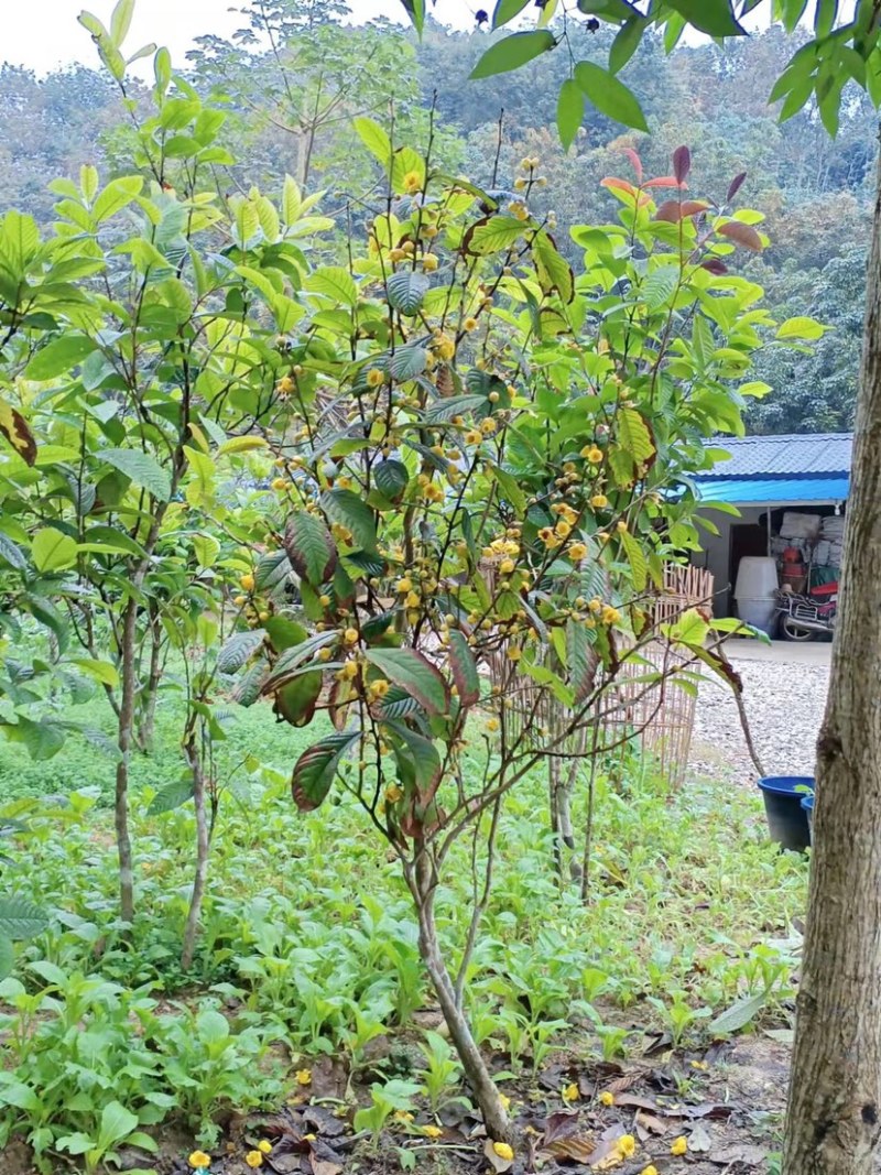 大量出售3至20分金花茶树