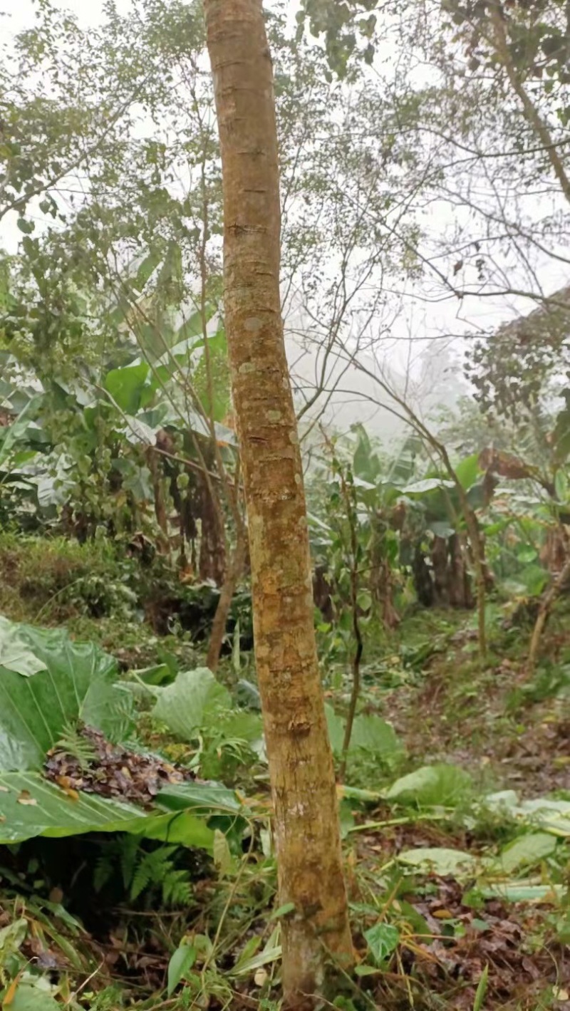 正宗海南黄花梨15至20分大量出售
