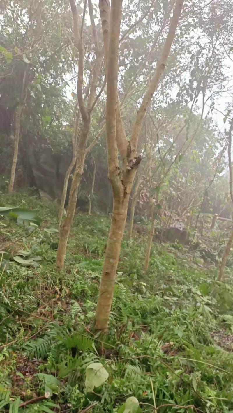 正宗海南黄花梨15至20分大量出售