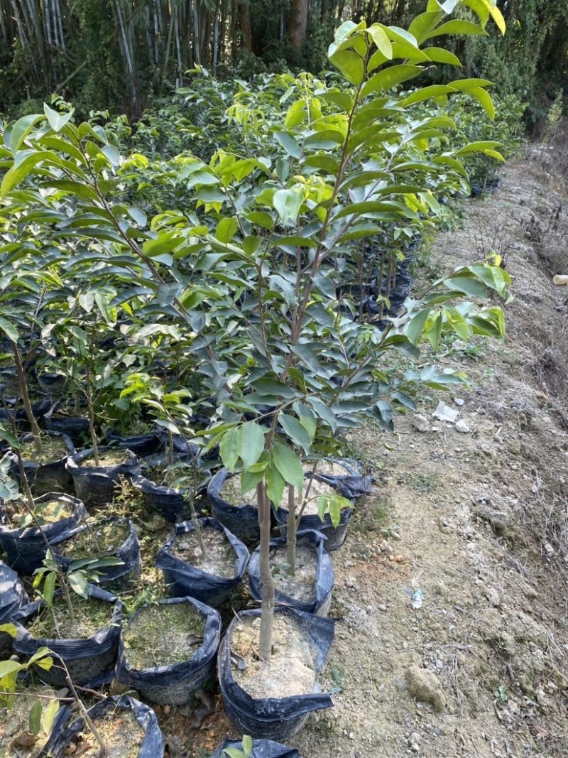 沉香木沉香绿奇楠苗大杯苗生长快，产量高，选好品种