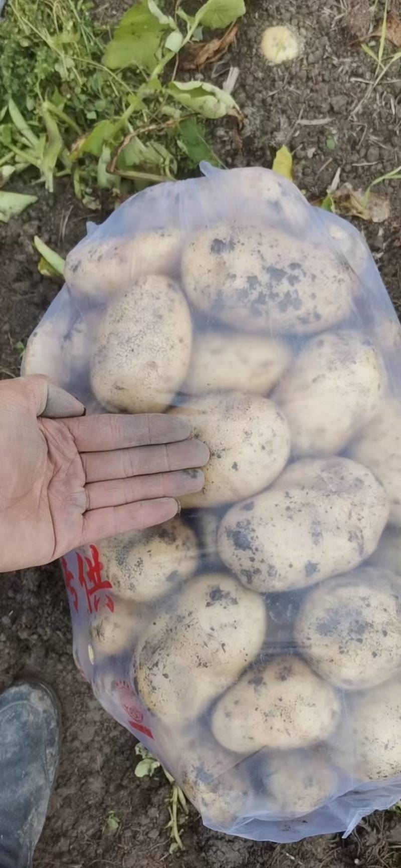 黄皮黄心土豆，希森6，希森3，v7，806，中薯5号