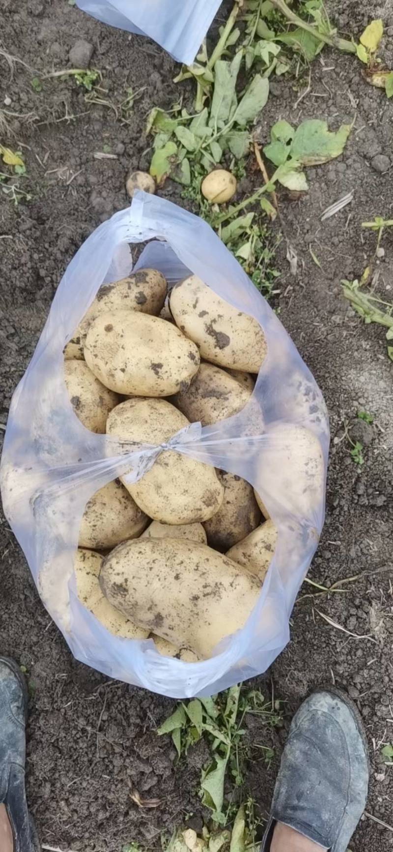 黄皮黄心土豆，希森6，希森3，v7，806，中薯5号