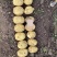 黄皮黄心土豆，希森6，希森3，v7，806，中薯5号