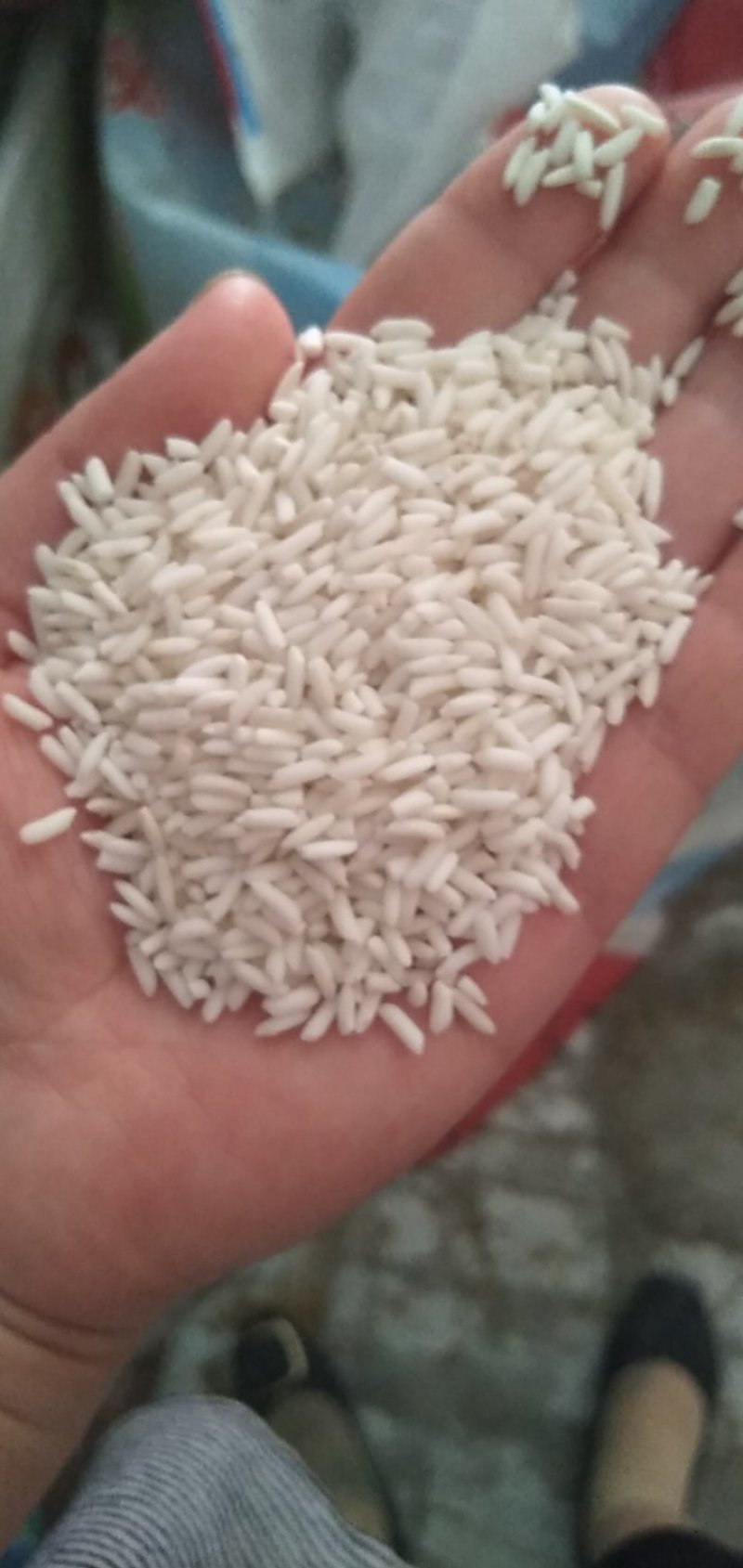 厂家直销大颗粒糯米雪白糯米