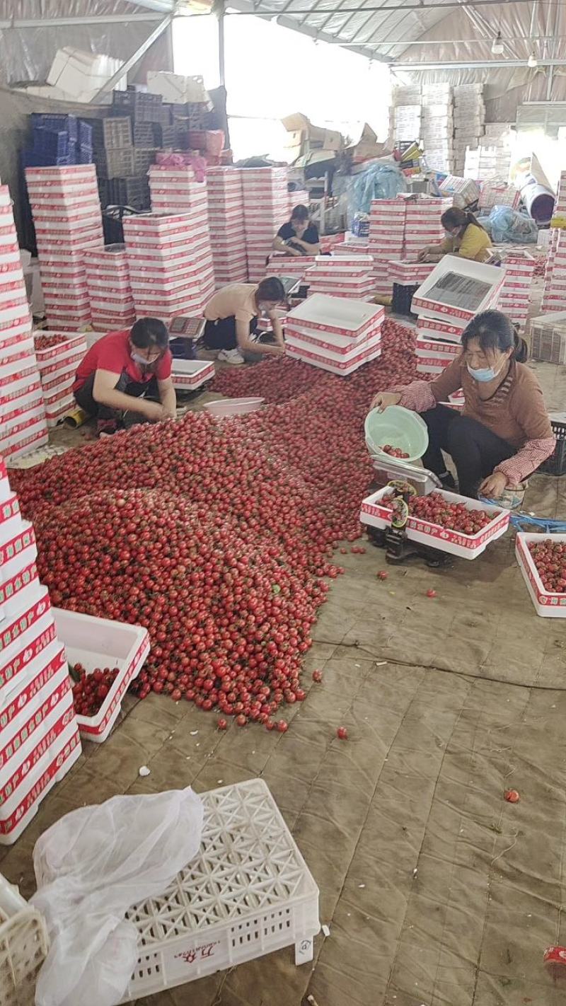 山东千禧圣女果、粉贝贝圣女果品相好口感好全国发货