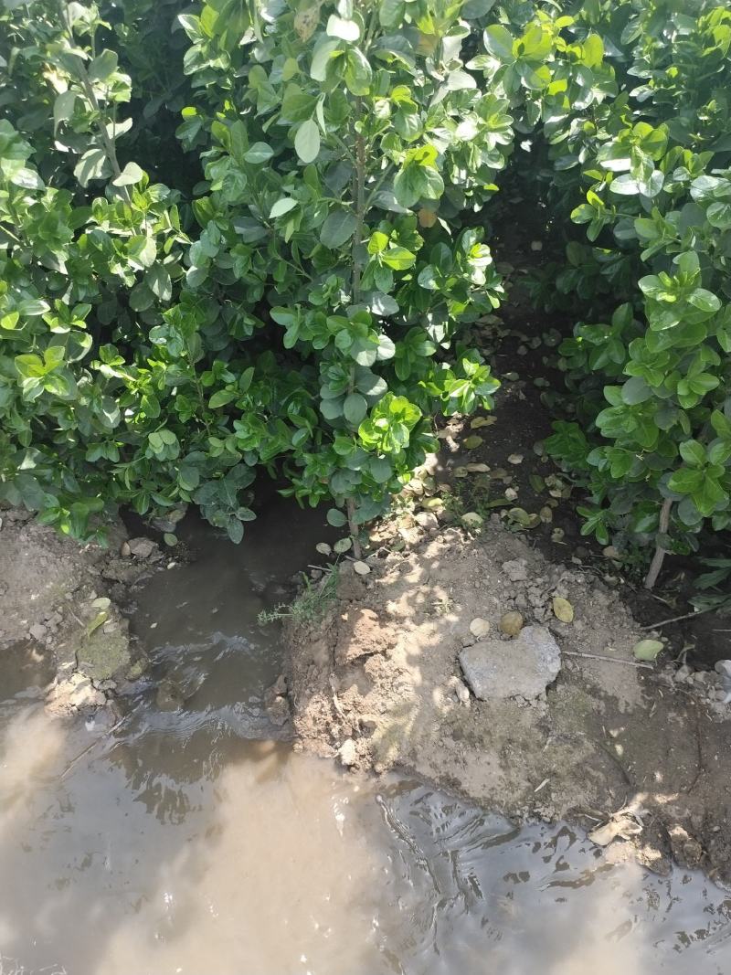 北海道黄杨基地直销现挖现卖根系发达无害病虫害