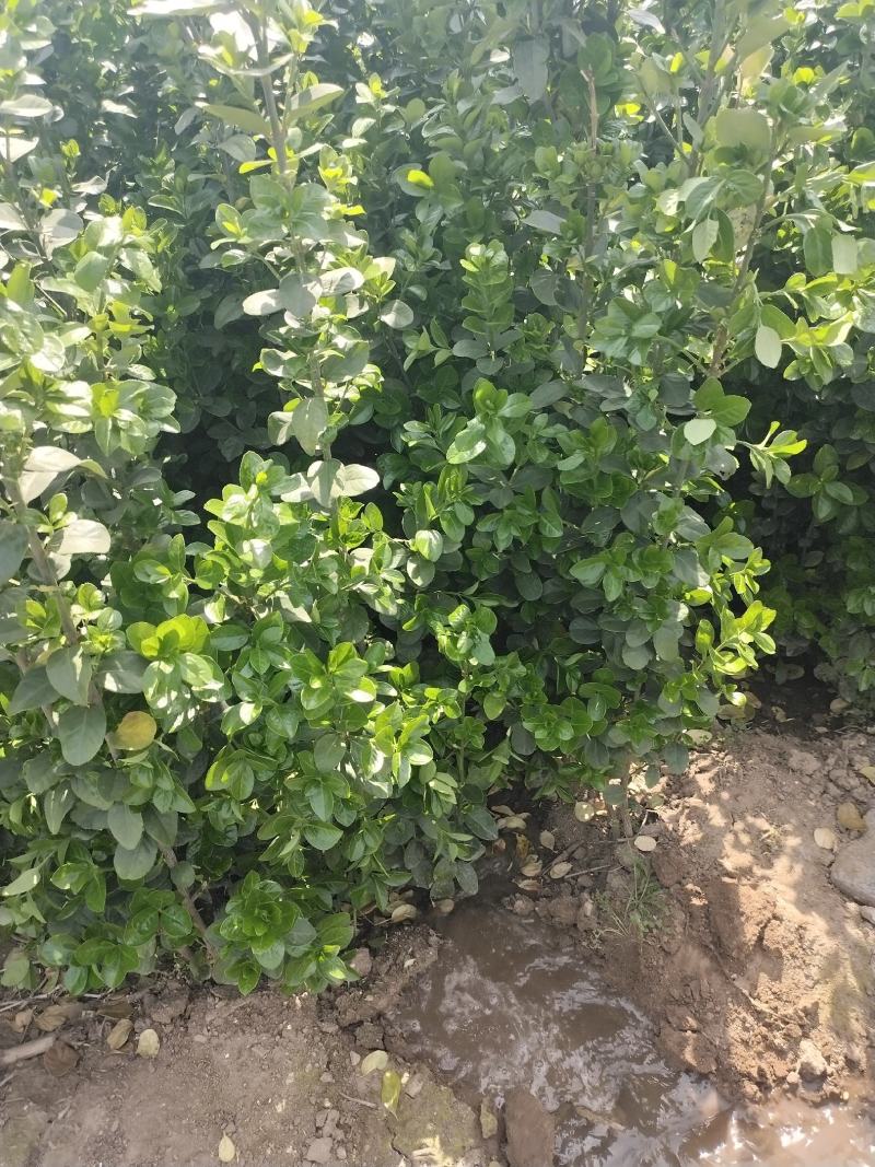 北海道黄杨基地直销现挖现卖根系发达无害病虫害