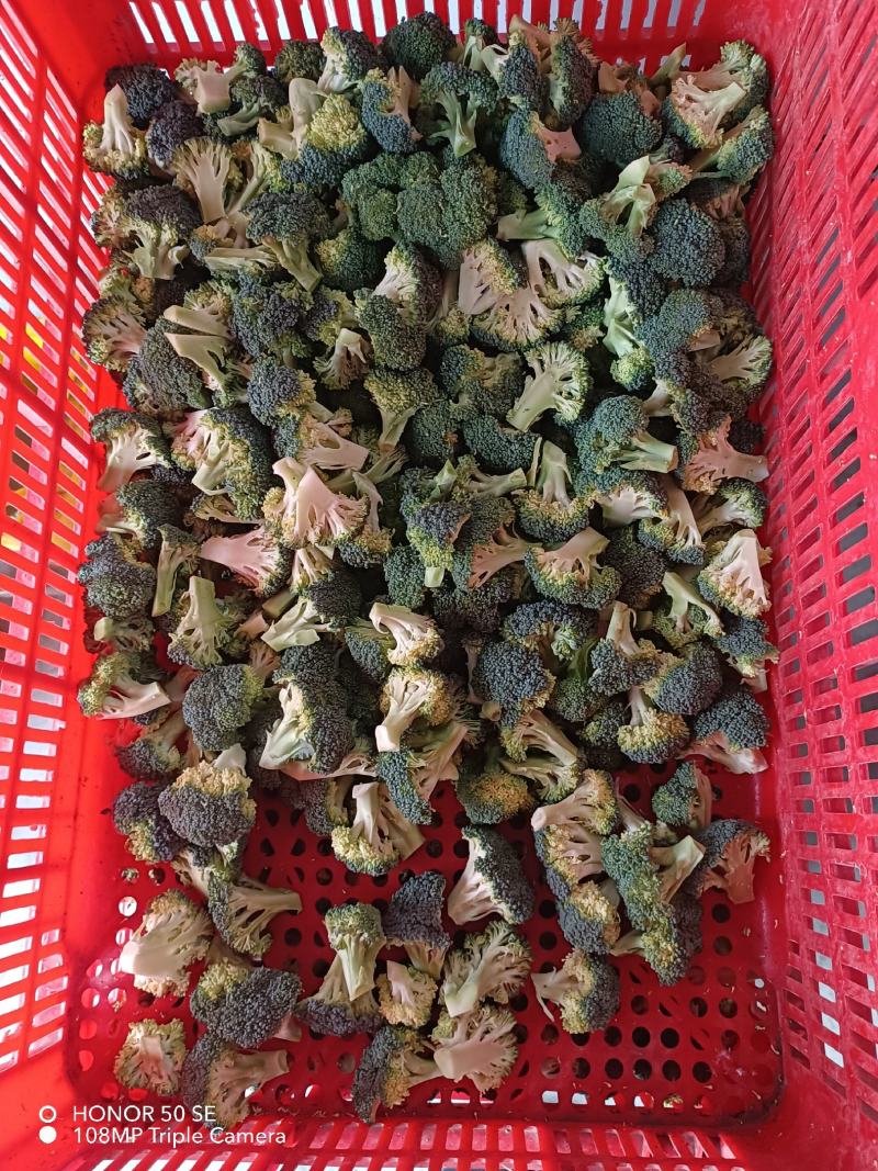 新季速冻西兰花绿花菜餐厅饭店蔬菜厂家供应现货大量批发