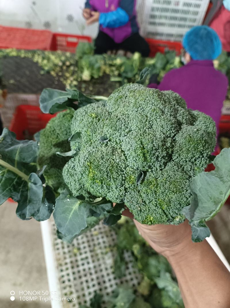 新季速冻西兰花绿花菜餐厅饭店蔬菜厂家供应现货大量批发
