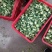 新季速冻西兰花绿花菜餐厅饭店蔬菜厂家供应现货大量批发