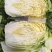 【黄心白菜】优选白菜货源充足量大从优可致电详谈有需致电