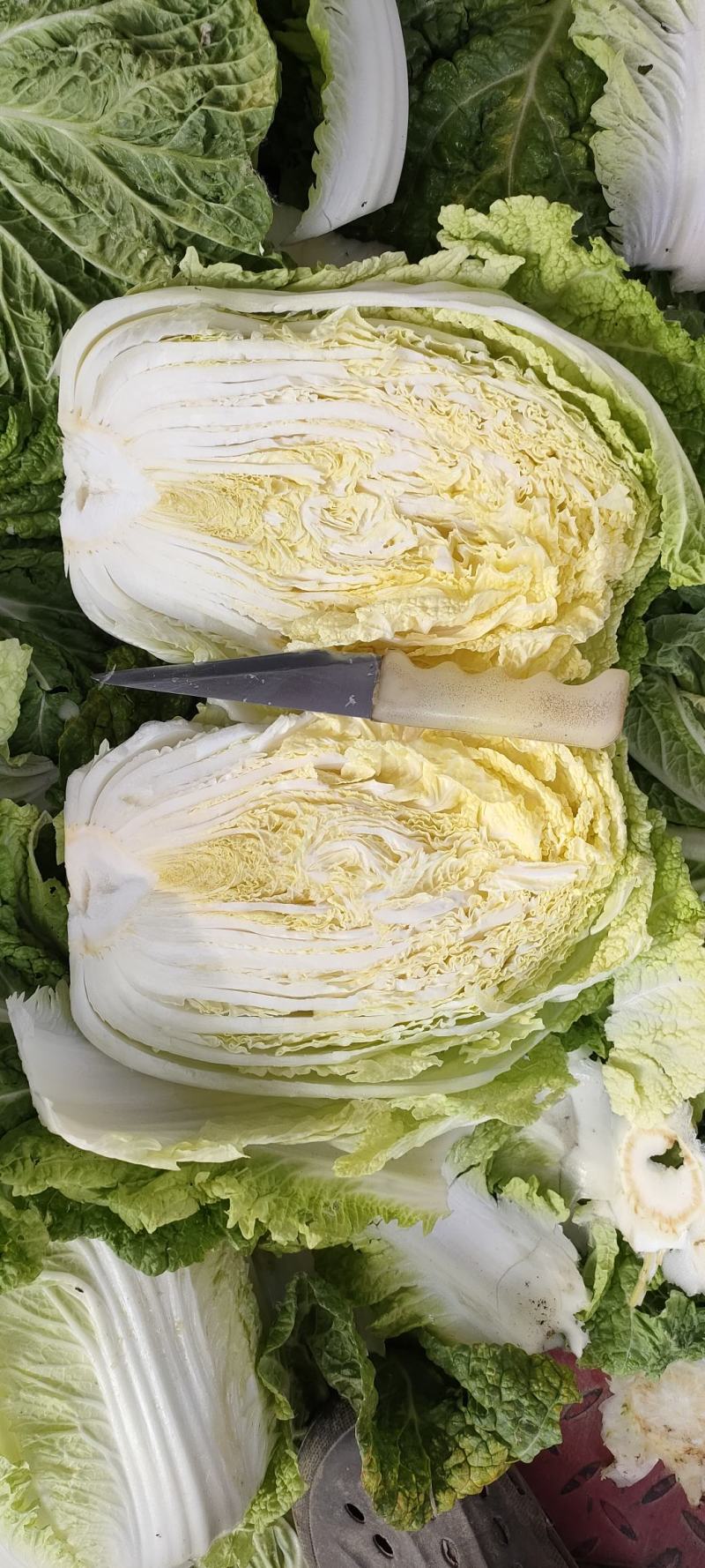 【黄心白菜】优选白菜货源充足量大从优可致电详谈有需致电
