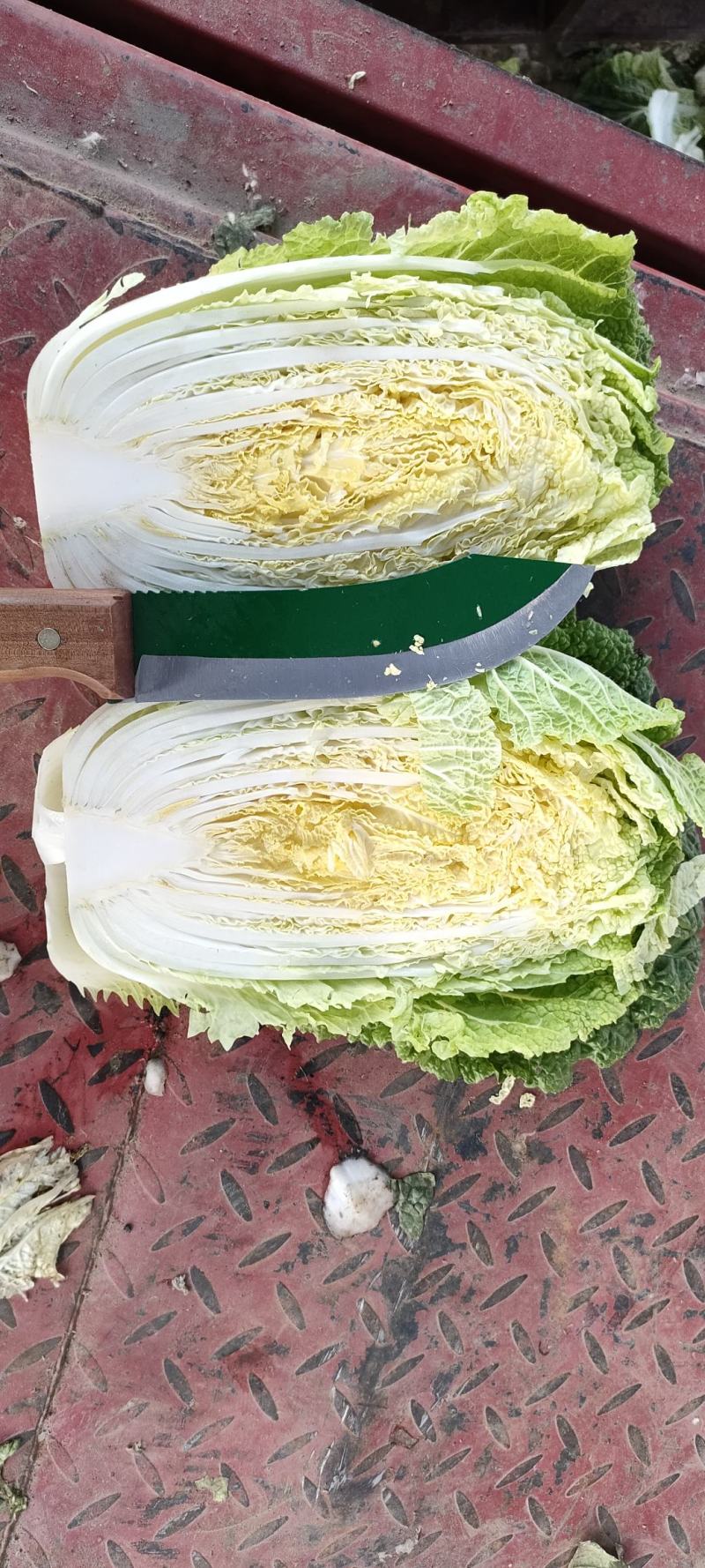 【黄心白菜】优选白菜货源充足量大从优可致电详谈有需致电