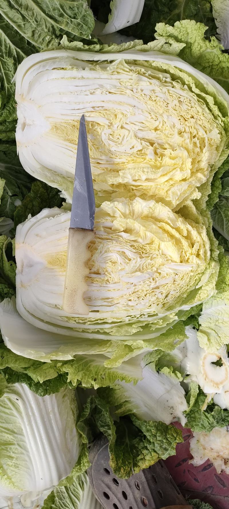 【黄心白菜】优选白菜货源充足量大从优可致电详谈有需致电
