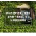 爬山虎爬藤植物四季爬山虎树苗盆栽户外绿化三叶五叶爬墙虎苗