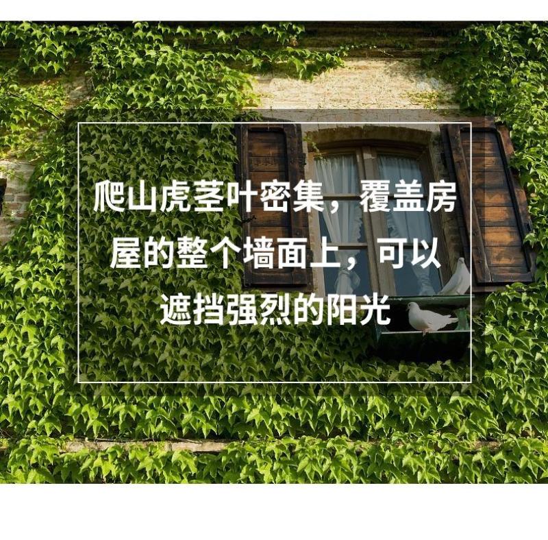 爬山虎爬藤植物四季爬山虎树苗盆栽户外绿化三叶五叶爬墙虎苗