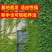 爬山虎爬藤植物四季爬山虎树苗盆栽户外绿化三叶五叶爬墙虎苗