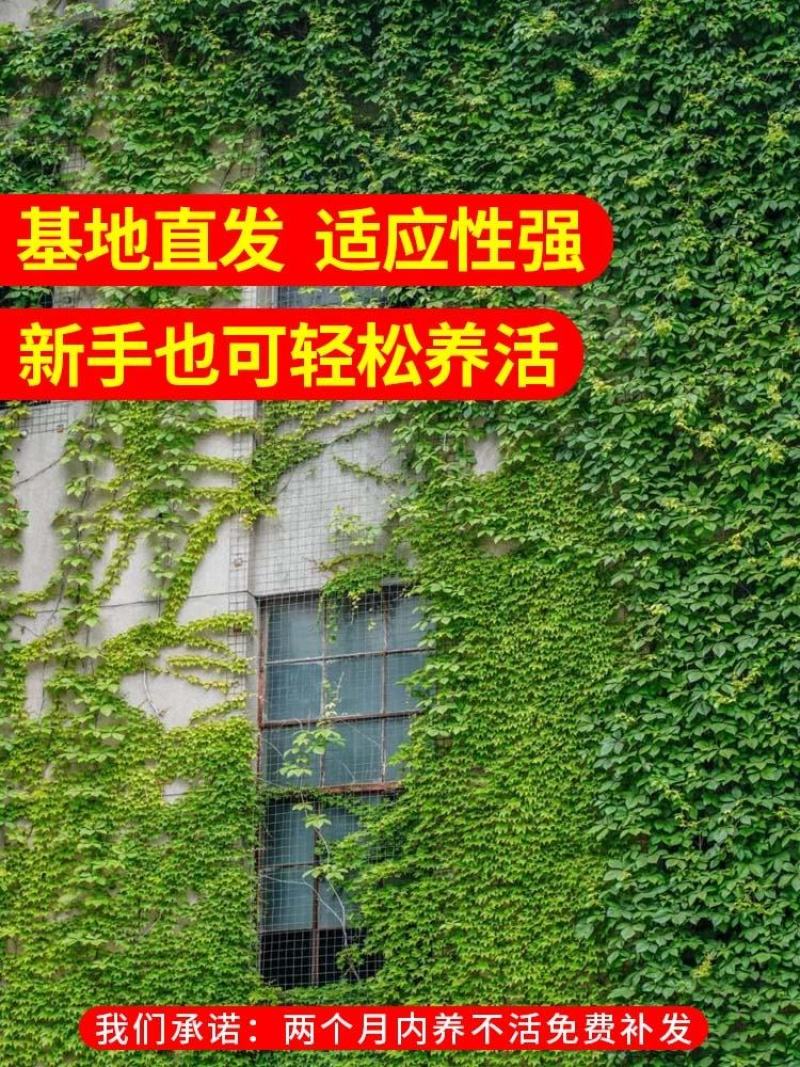 爬山虎爬藤植物四季爬山虎树苗盆栽户外绿化三叶五叶爬墙虎苗