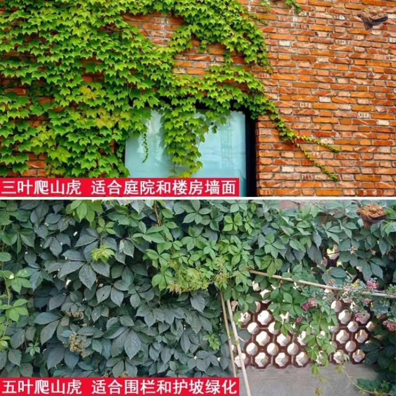 爬山虎爬藤植物四季爬山虎树苗盆栽户外绿化三叶五叶爬墙虎苗