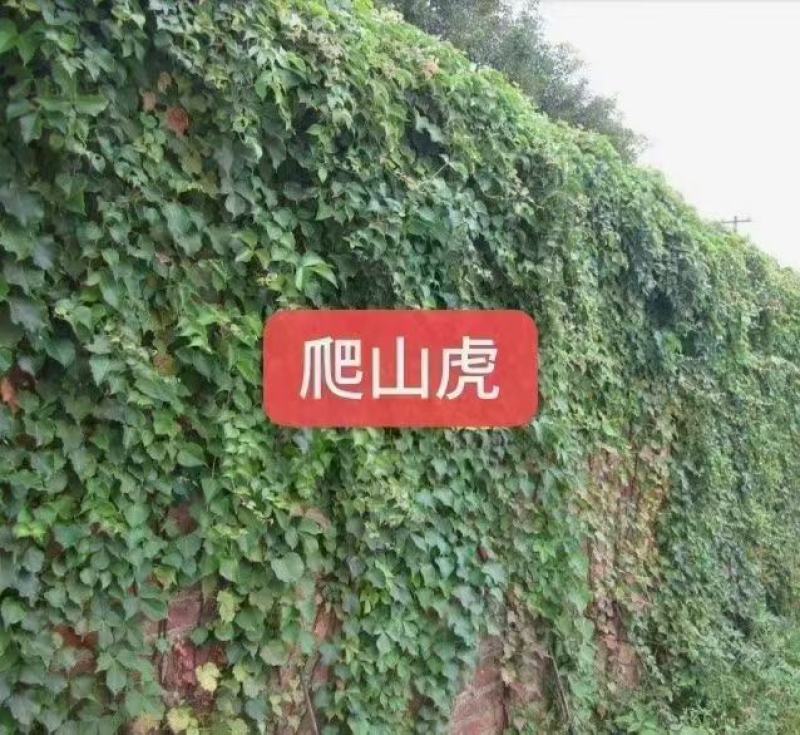 爬山虎爬藤植物四季爬山虎树苗盆栽户外绿化三叶五叶爬墙虎苗