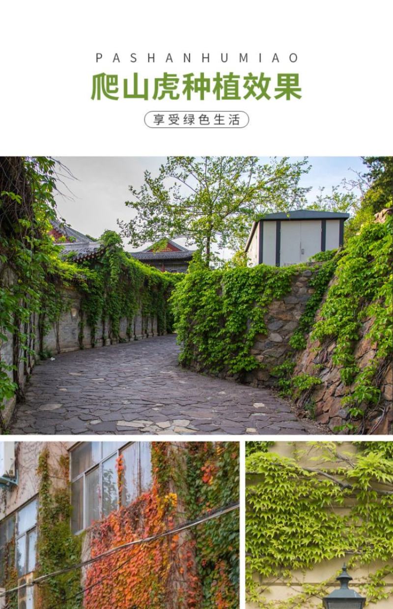 爬山虎爬藤植物四季爬山虎树苗盆栽户外绿化三叶五叶爬墙虎苗