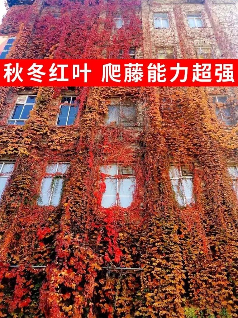 爬山虎爬藤植物四季爬山虎树苗盆栽户外绿化三叶五叶爬墙虎苗