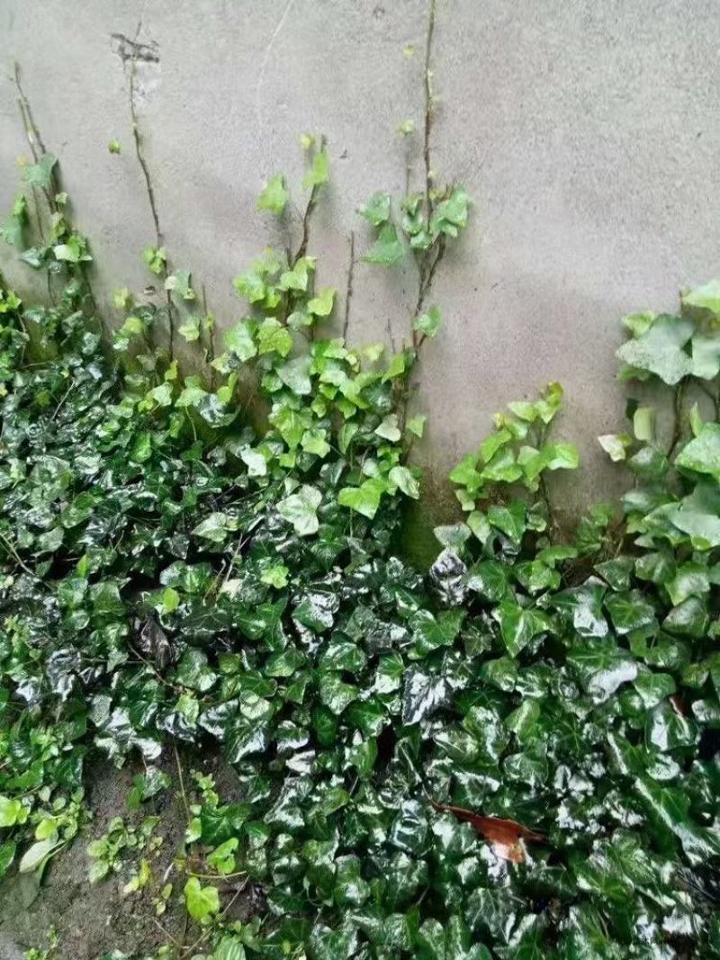 爬山虎爬藤植物四季爬山虎树苗盆栽户外绿化三叶五叶爬墙虎苗