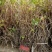 爬山虎爬藤植物四季爬山虎树苗盆栽户外绿化三叶五叶爬墙虎苗