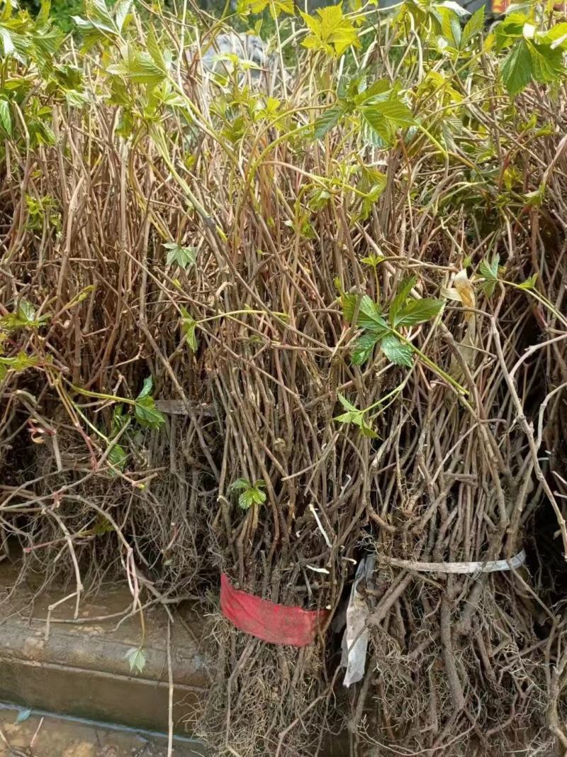 爬山虎爬藤植物四季爬山虎树苗盆栽户外绿化三叶五叶爬墙虎苗