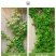 爬山虎爬藤植物四季爬山虎树苗盆栽户外绿化三叶五叶爬墙虎苗