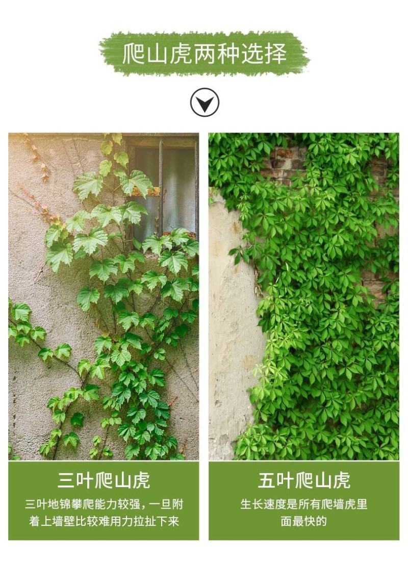 爬山虎爬藤植物四季爬山虎树苗盆栽户外绿化三叶五叶爬墙虎苗