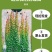 爬山虎爬藤植物四季爬山虎树苗盆栽户外绿化三叶五叶爬墙虎苗