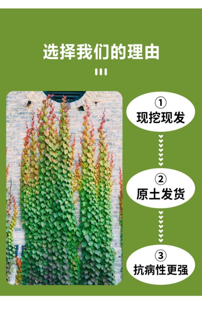 爬山虎爬藤植物四季爬山虎树苗盆栽户外绿化三叶五叶爬墙虎苗