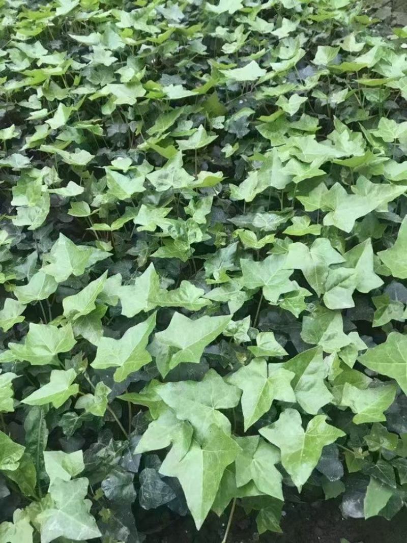 爬山虎爬藤植物四季爬山虎树苗盆栽户外绿化三叶五叶爬墙虎苗