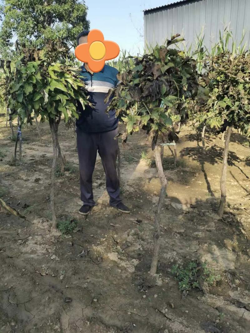 独干牡丹树，洛阳观赏牡丹树！千层大花朵！四季种植！