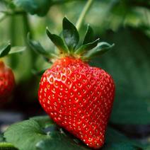 红颜穴盘草莓苗，培育基地直发，多个品种供您选择，竭诚为您