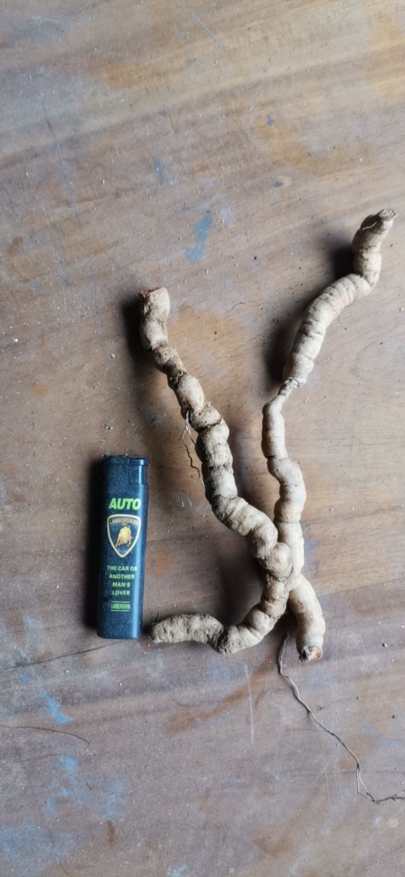 巴戟天一级鲜货