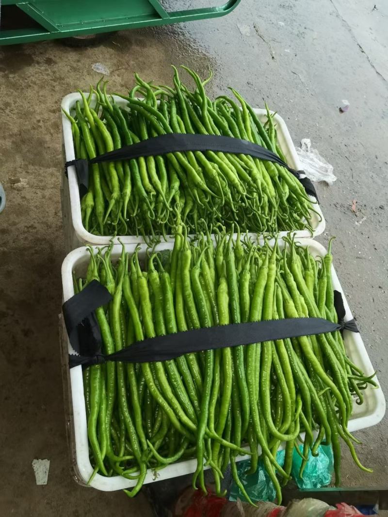 山东线椒，精品八号线椒，量大质优，货量充足，代发全国