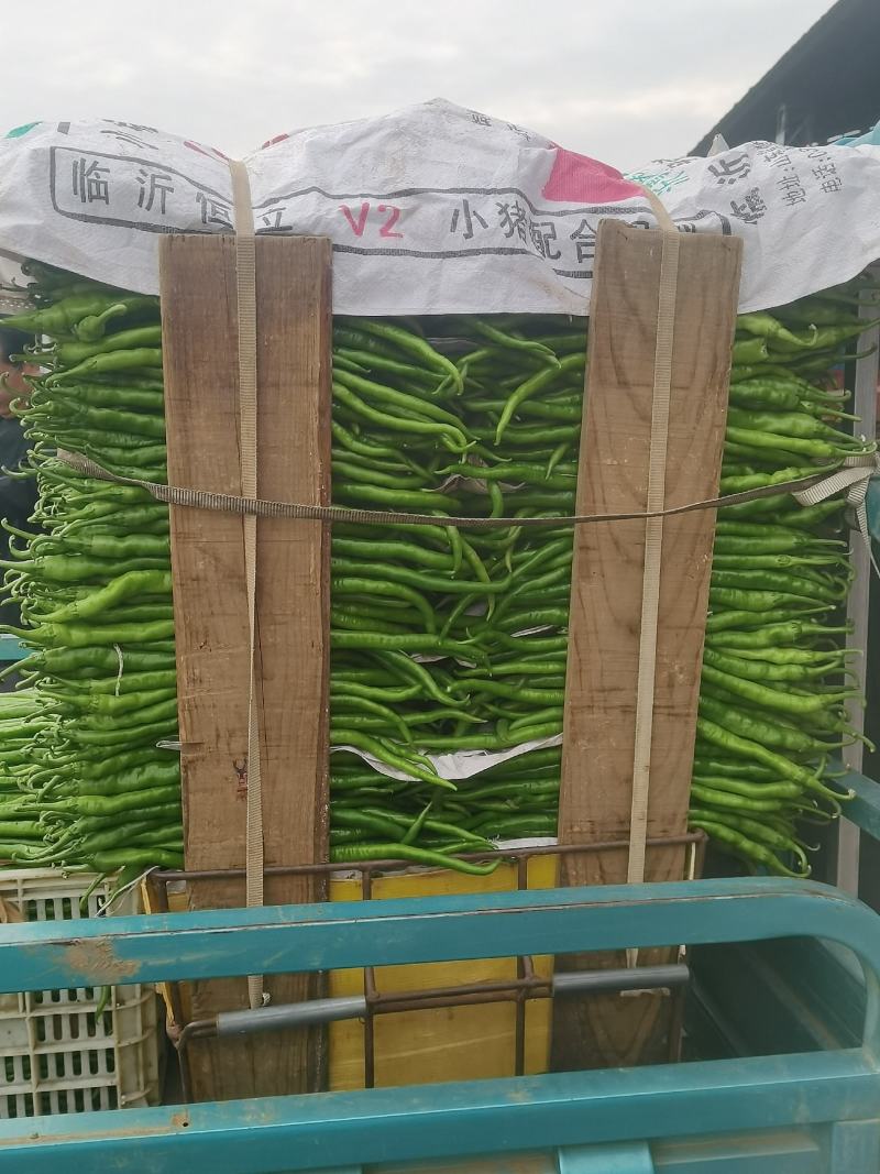 山东线椒，精品八号线椒，量大质优，货量充足，代发全国