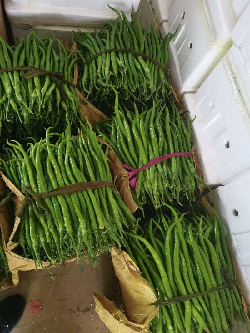 山东线椒，精品八号线椒，量大质优，货量充足，代发全国