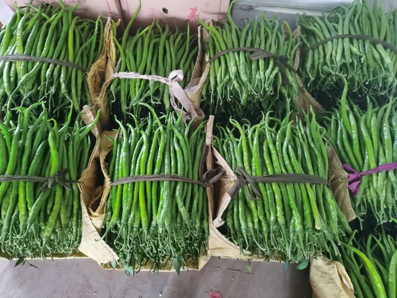 山东线椒，精品八号线椒，量大质优，货量充足，代发全国