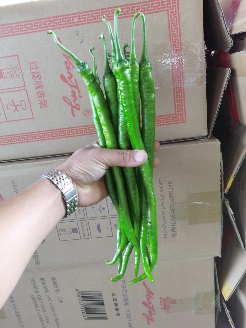 山东线椒，精品八号线椒，量大质优，货量充足，代发全国