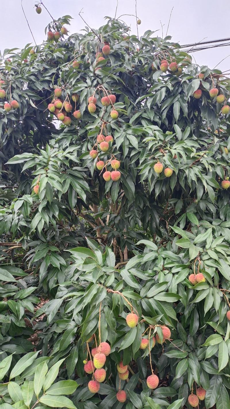 茂名电白特产荔枝
