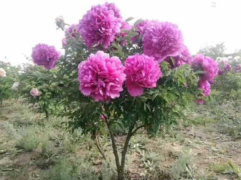 独干牡丹树，洛阳观赏牡丹树！千层大花朵！四季种植！