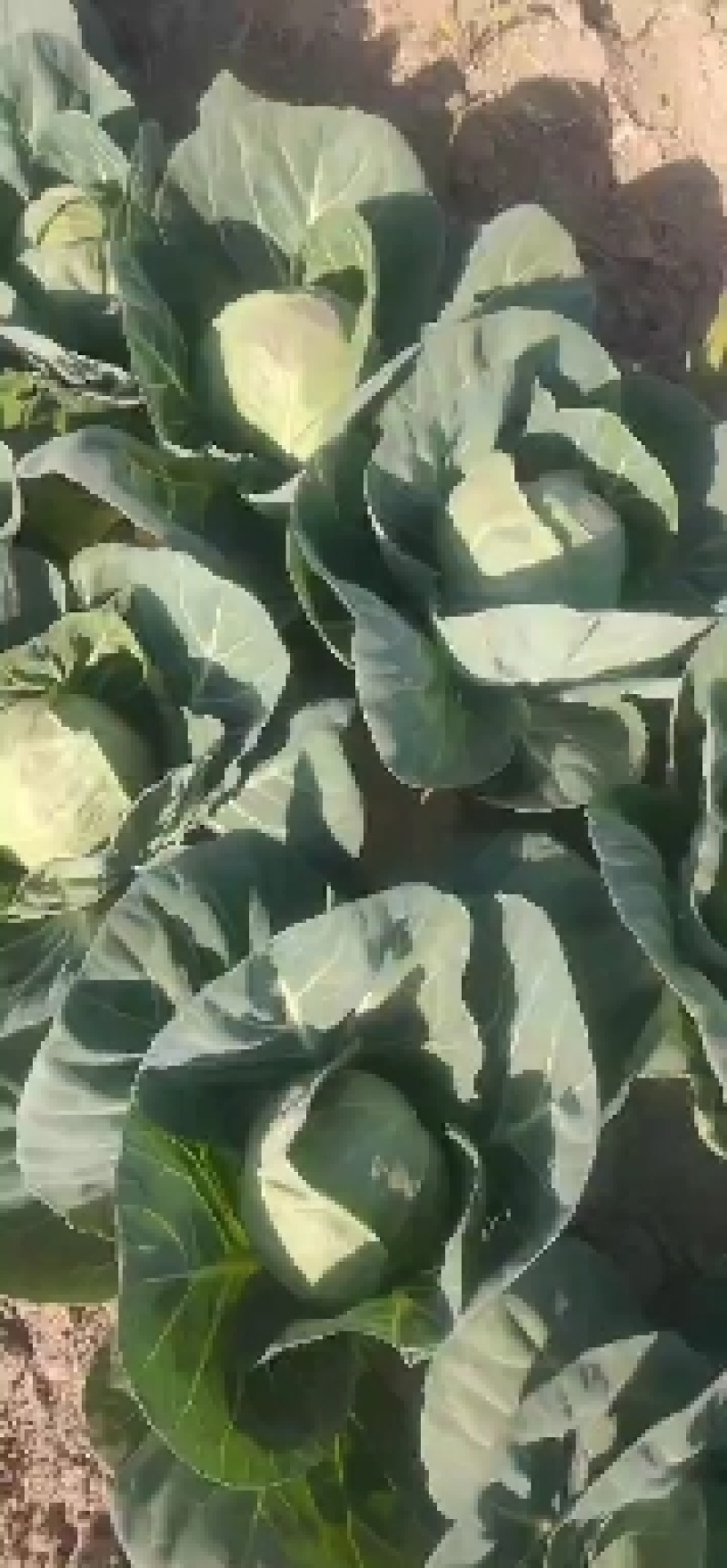 宁夏银川本地甘蓝大量上市！颜色绿无虫眼。量大可天天装车